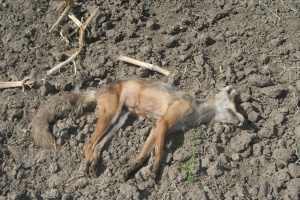 Снова бешенство.jpg